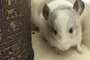 龙猫牙齿过长会出现什么样的问题？