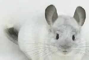 饲养一只龙猫大概要花费多少钱？