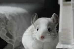 紫灰色龙猫的习性及体型特征