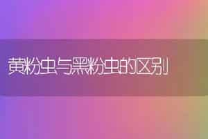 黄粉虫与黑粉虫的区别