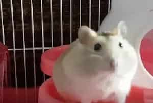 建立饲养仓鼠的6种心态