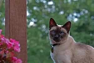 给宠物猫美容的必要性及步骤