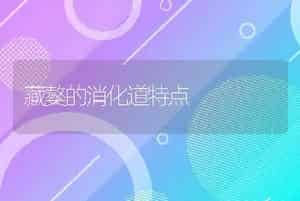 来杭鸡