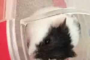 熊猫仓鼠特征_习性_饲养注意事项