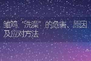 雏鸡“洗澡”的危害、原因及应对方法