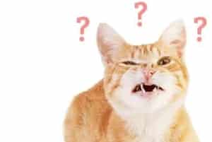 猫粮存储不对，再好的粮也可能变渣粮！来看看你放对了吗？