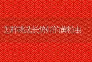 怎样挑选长势好的黄粉虫