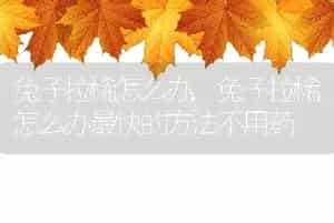 兔子拉稀怎么办，兔子拉稀怎么办最快的方法不用药
