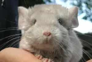 防止宠物龙猫咬电线的方法