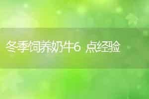 冬季饲养奶牛6点经验