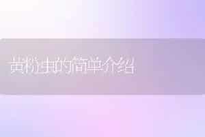 黄粉虫的简单介绍