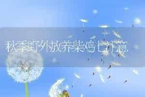 秋季野外放养柴鸡七注意