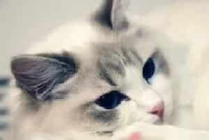 [布偶猫美容]布偶猫美容需要注意哪些问题？