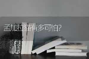 孟加拉猫有多可怕？