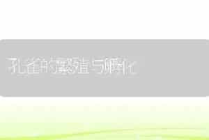 孔雀的繁殖与孵化