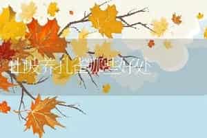 山坡养孔雀哪些好处