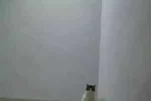猫咪去世三年后，我才发现它也非常爱我！别错过这些猫咪爱的表示