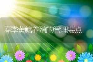 笼养肉猪防五症