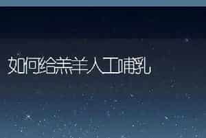 如何给羔羊人工哺乳