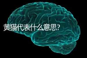 黄猫代表什么意思？