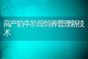 高产奶牛阶段饲养管理新技术