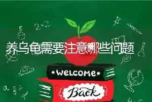 养乌龟需要注意哪些问题