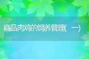 商品肉鸡的饲养管理(一)