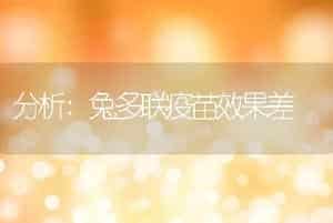 分析:兔多联疫苗效果差