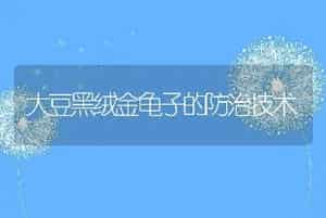 大豆黑绒金龟子的防治技术