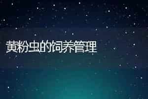 黄粉虫的饲养管理