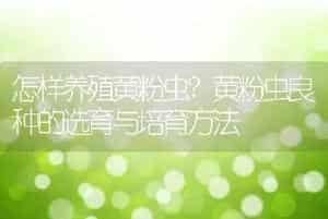 怎样养殖黄粉虫?黄粉虫良种的选育与培育方法
