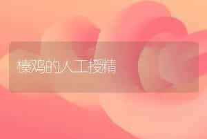 榛鸡的人工授精
