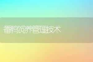 番鸭饲养管理技术