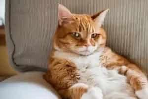 如何对待咬人的猫咪纠正训练