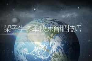 架子牛冬季快速育肥技巧