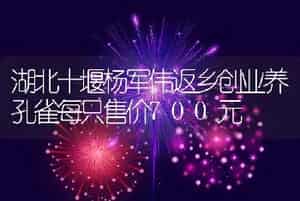 湖北十堰杨军伟返乡创业养孔雀每只售价700元