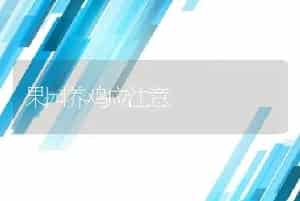 种公鸡人工采精输精及饲养管理