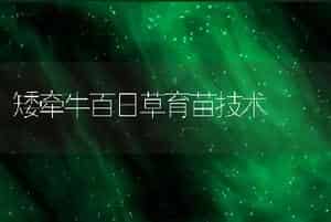 矮牵牛百日草育苗技术