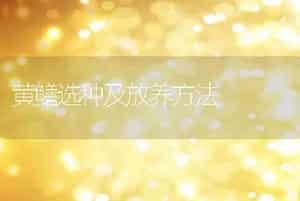 黄鳝选种及放养方法