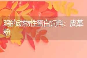 鸡的动物性蛋白饲料：皮革粉