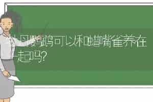 牡丹鹦鹉可以和蜡嘴雀养在一起吗？