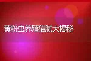黄粉虫养殖猫腻大揭秘
