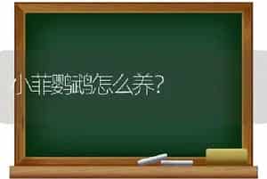 小菲鹦鹉怎么养？