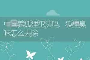 中国养狐狸犯法吗，狐狸臭味怎么去除