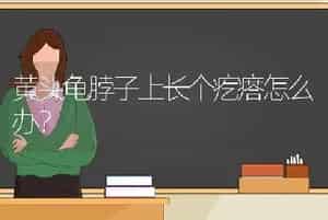 黄头龟脖子上长个疙瘩怎么办？