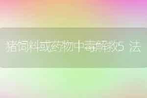 猪饲料或药物中毒解救5法