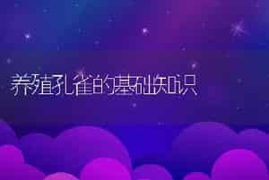 养殖孔雀的基础知识