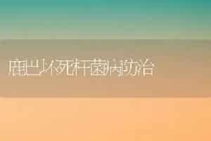 狐狸常见疾病:断毛、脱毛症