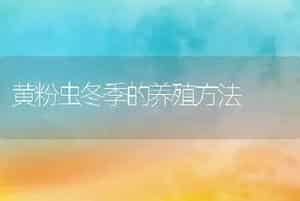 黄粉虫冬季的养殖方法
