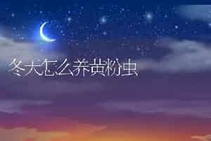 冬天怎么养黄粉虫